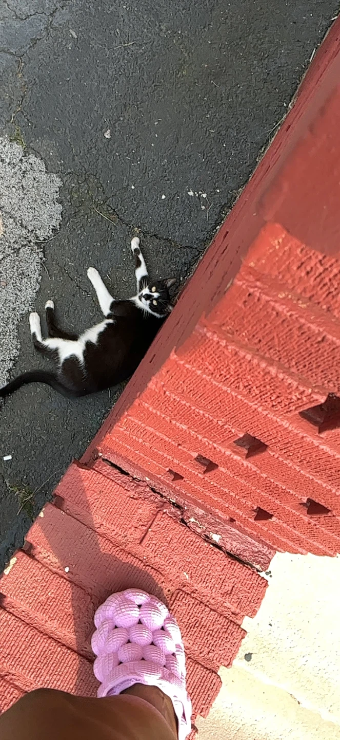 Teenage white and black cat - photo 3