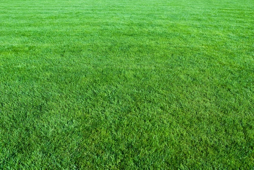 Grass cutting