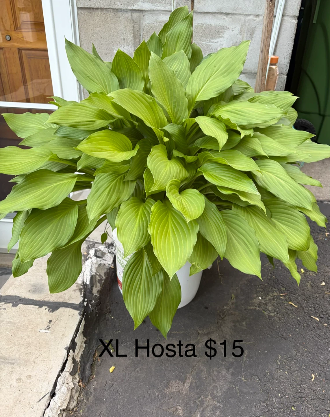 XL Hosta Plant - $15