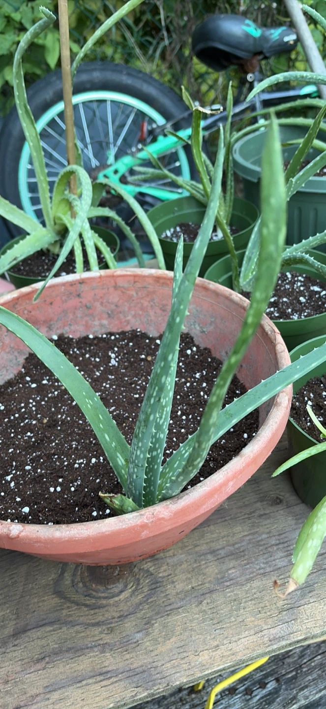 Aloe plants