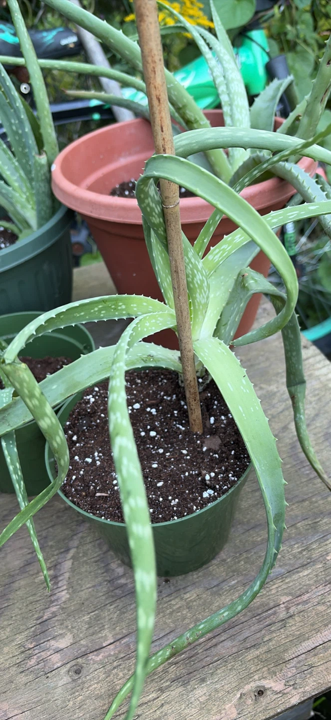 Aloe plants - photo 2