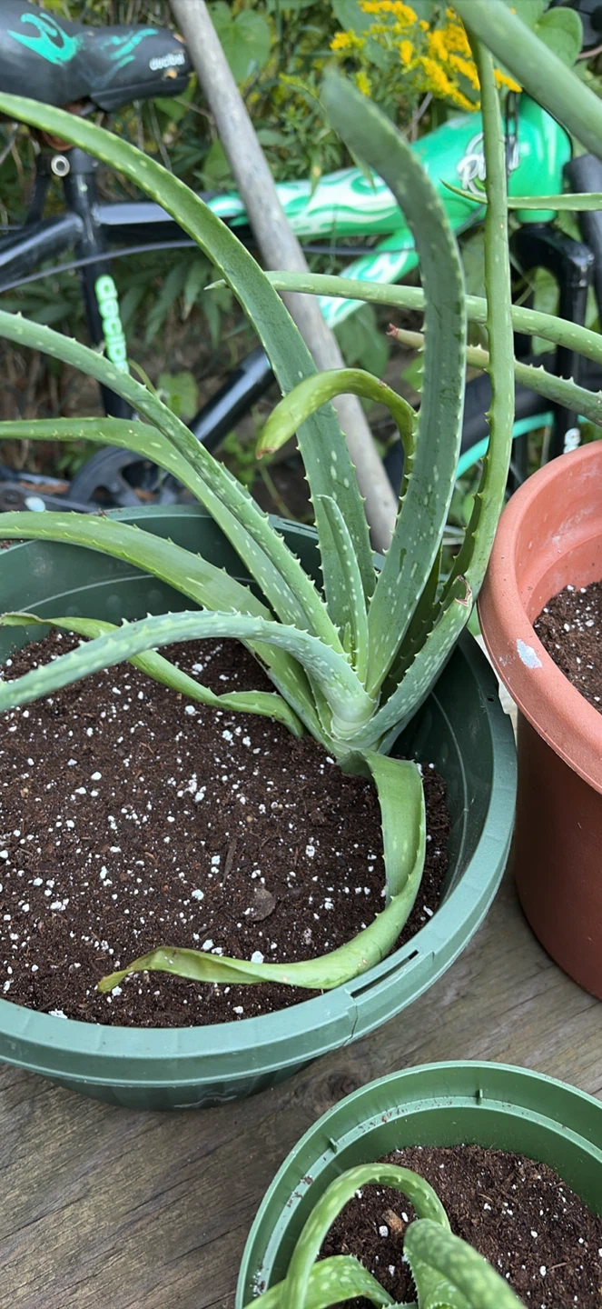 Aloe plants - photo 3