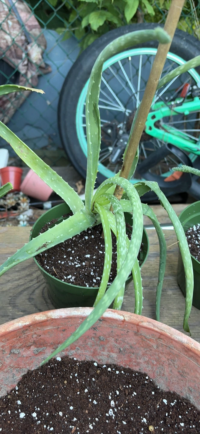Aloe plants - photo 4