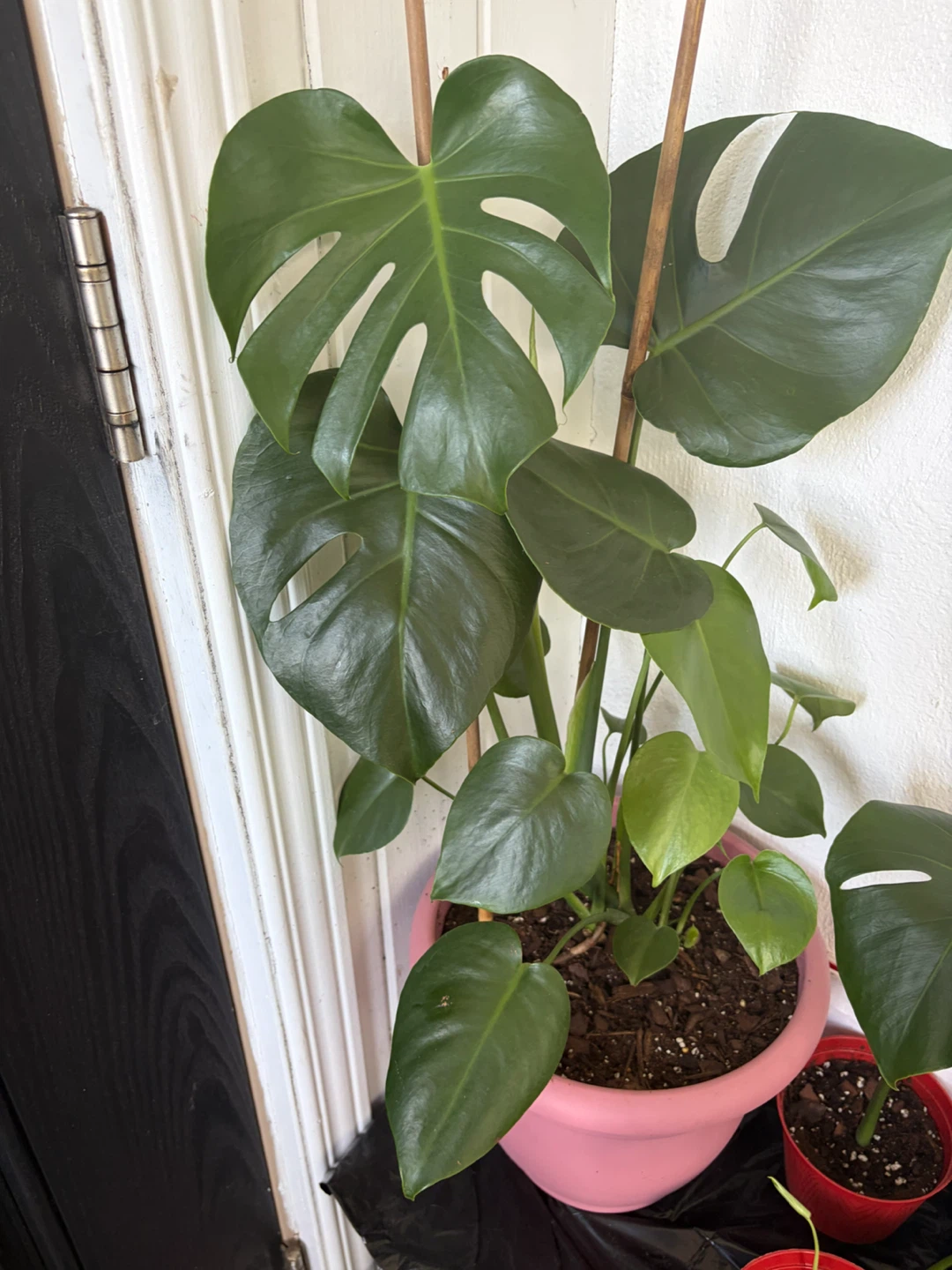 Monstera plant