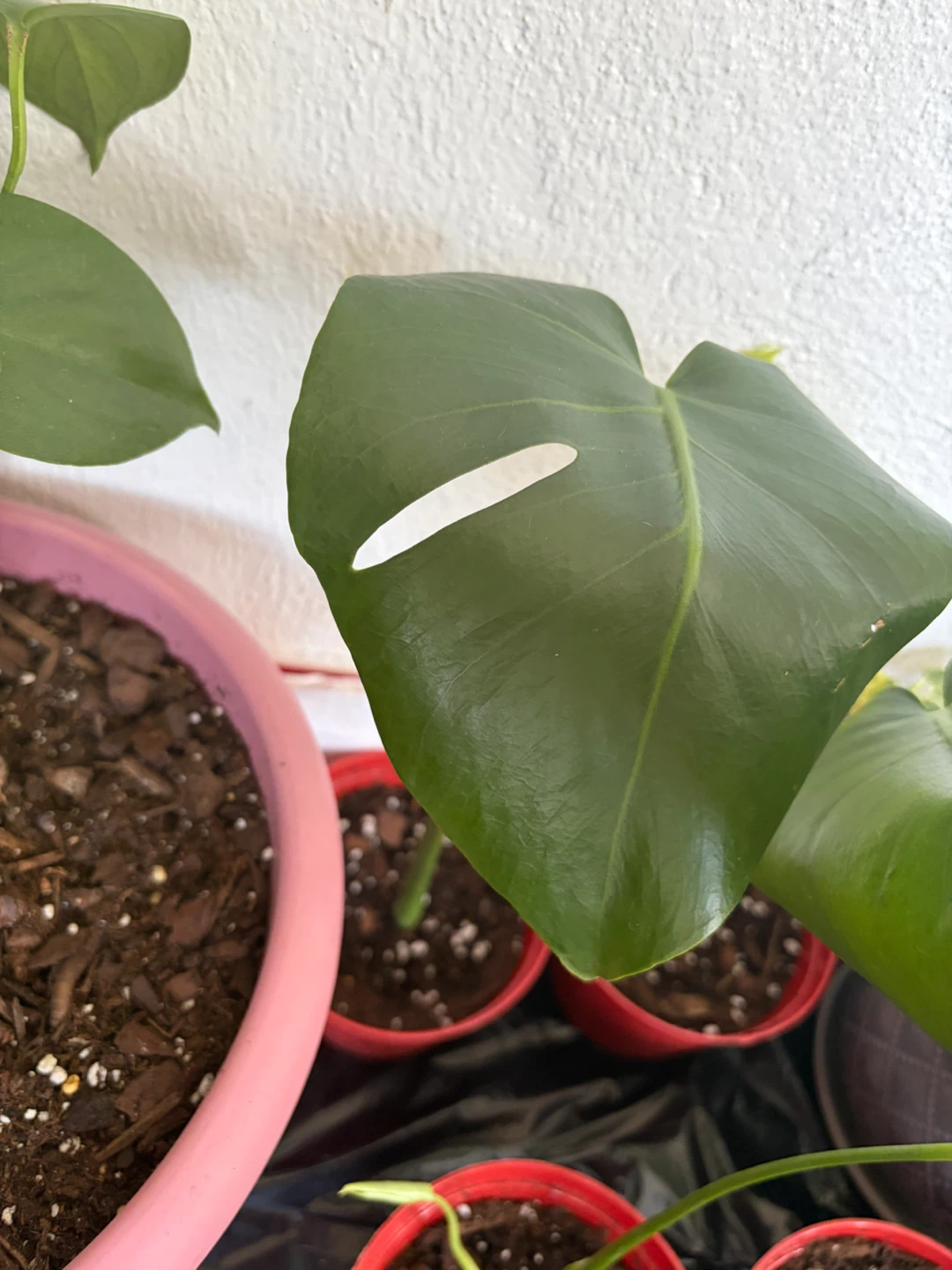 Monstera plant - photo 2