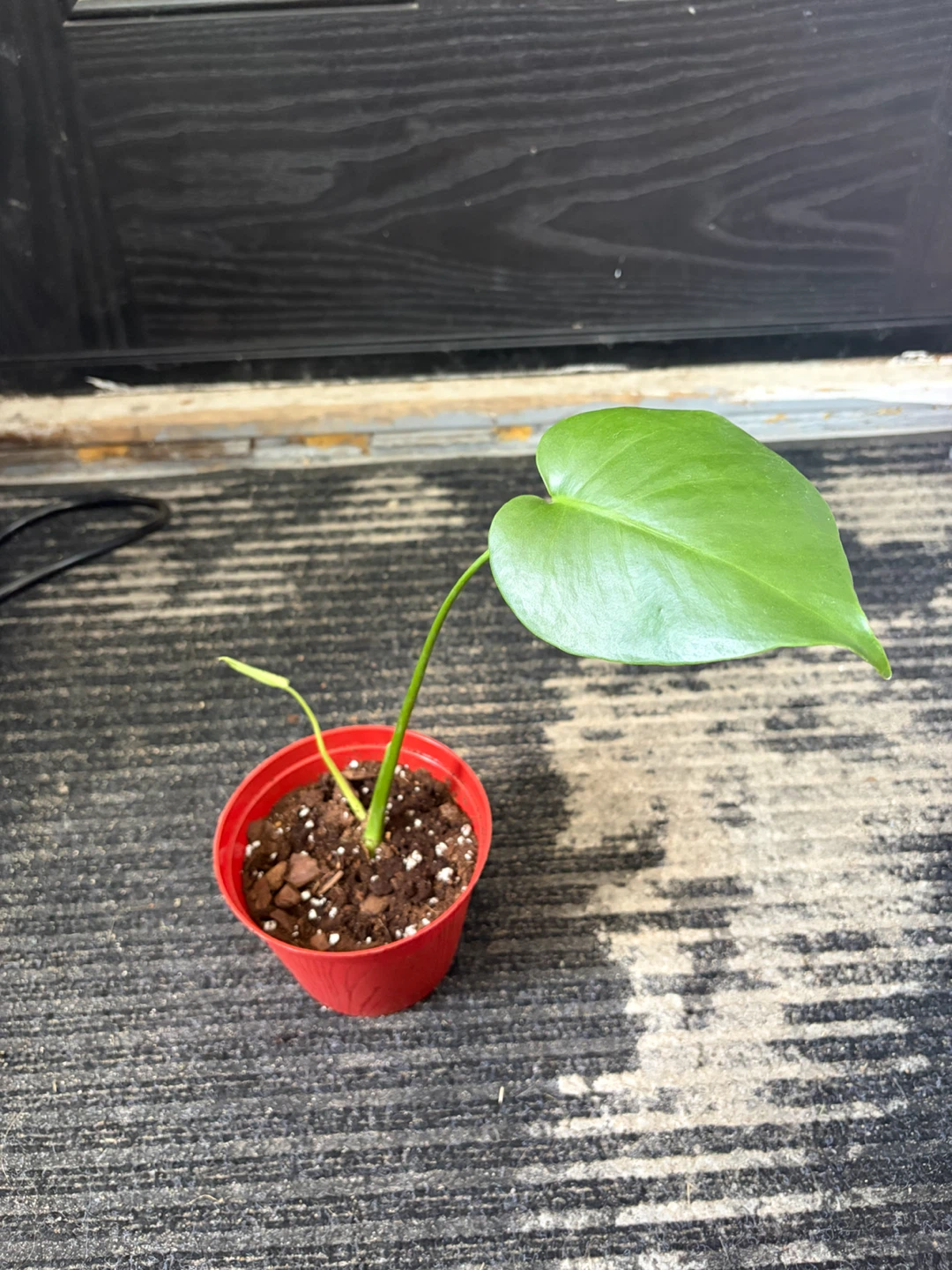 Monstera plant - photo 3