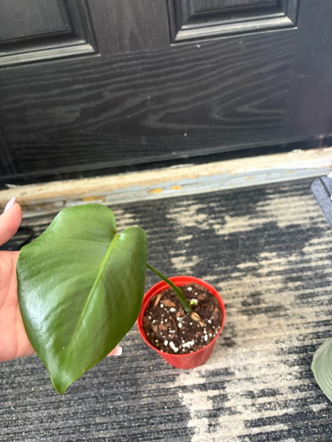 Monstera plant - photo 4