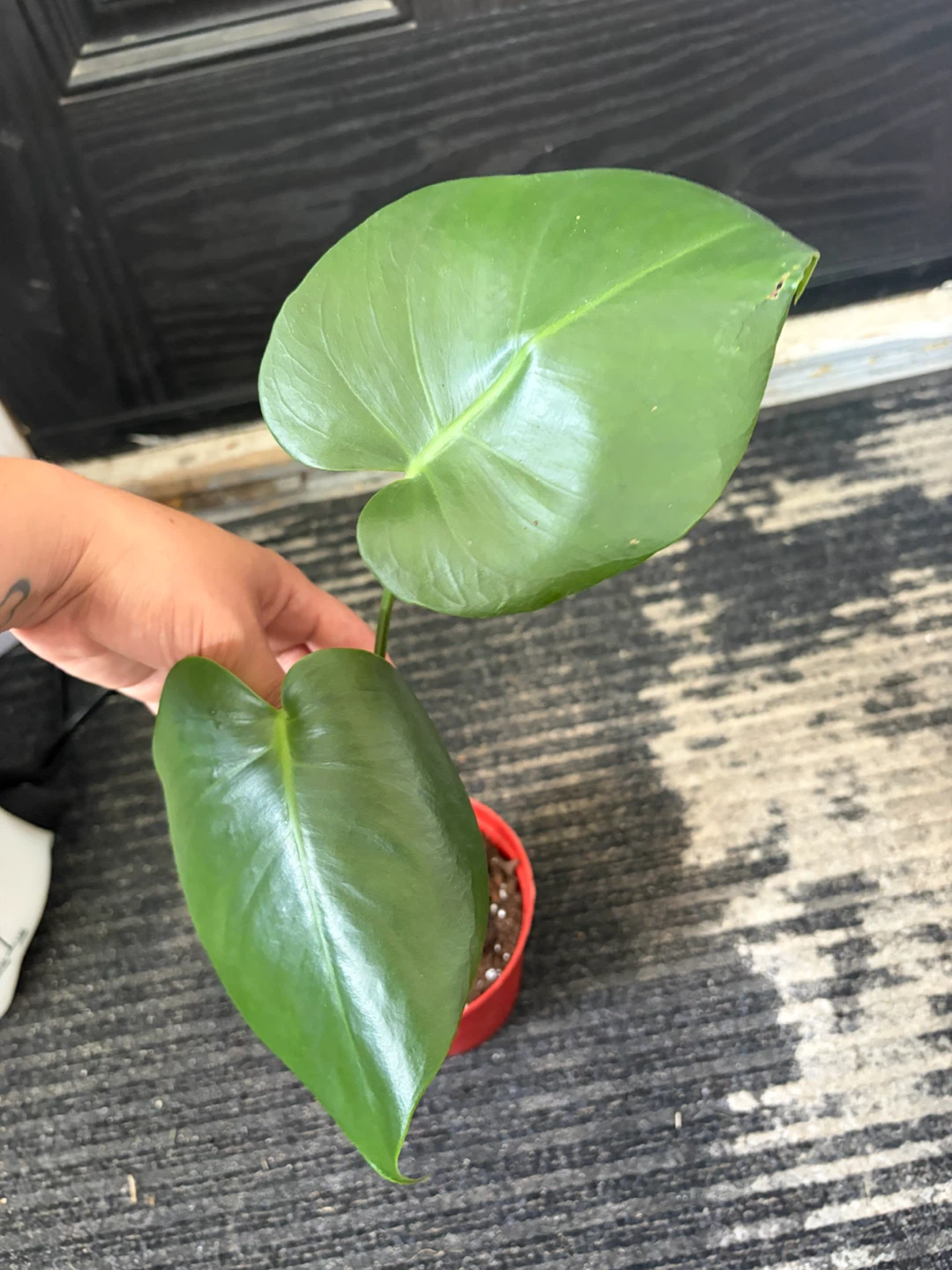 Monstera plant - photo 5