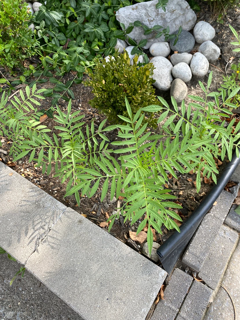 Marigolds