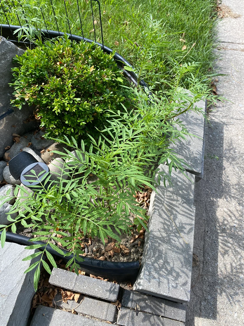 Marigolds - photo 2