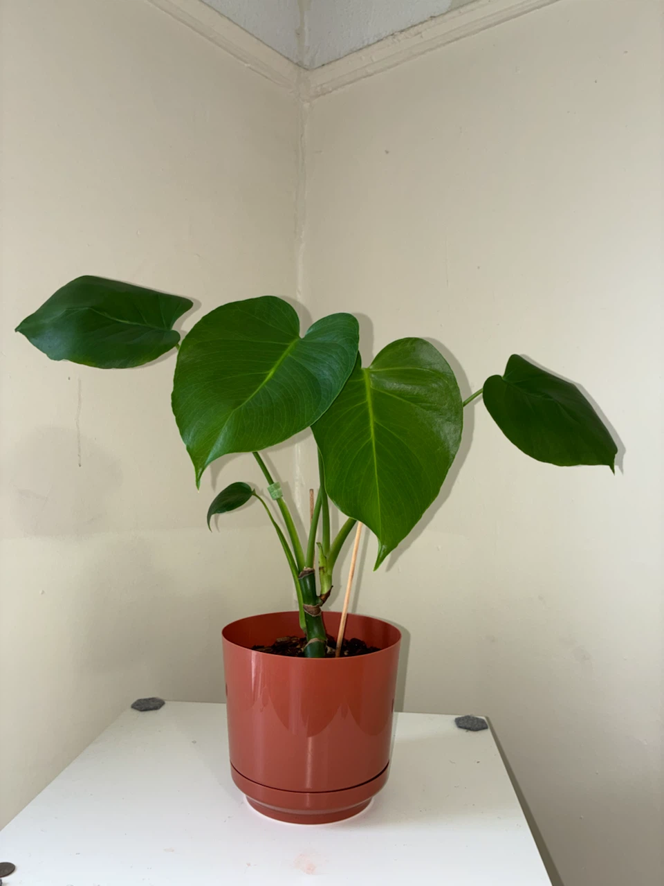 Monstera Deliciosa Plant