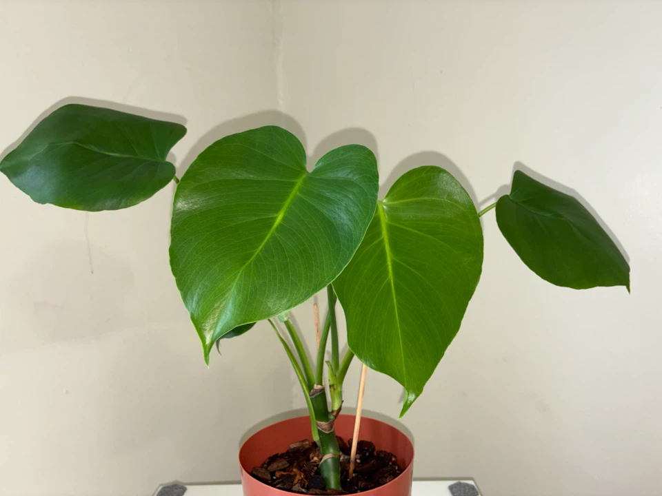 Monstera Deliciosa Plant - photo 2