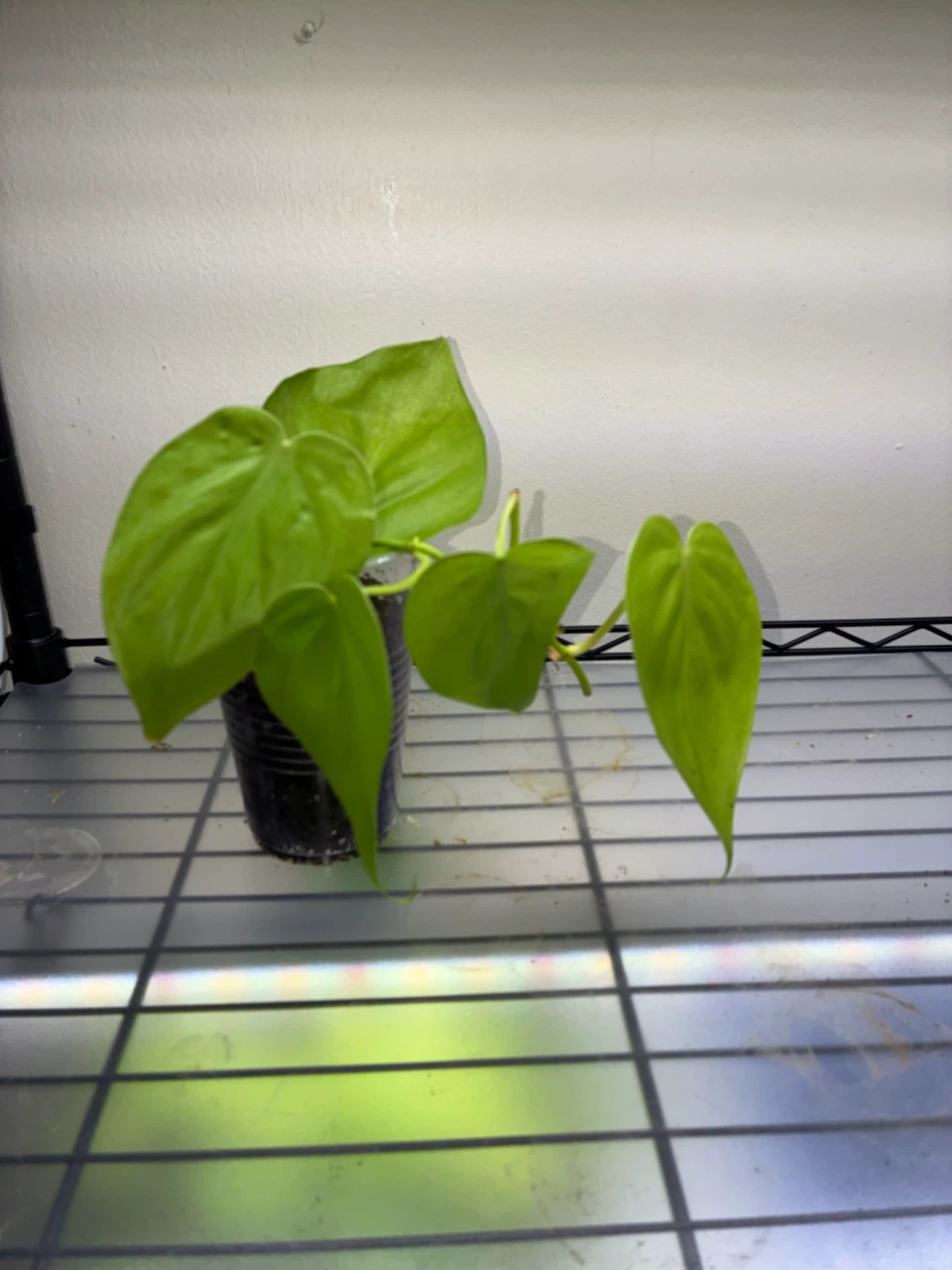 Lemon Lime Philodendron Plant