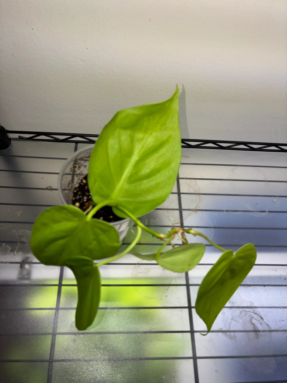 Lemon Lime Philodendron Plant - photo 2