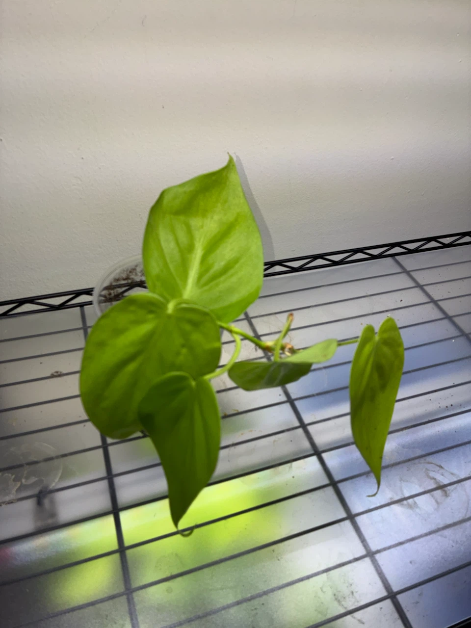 Lemon Lime Philodendron Plant - photo 3