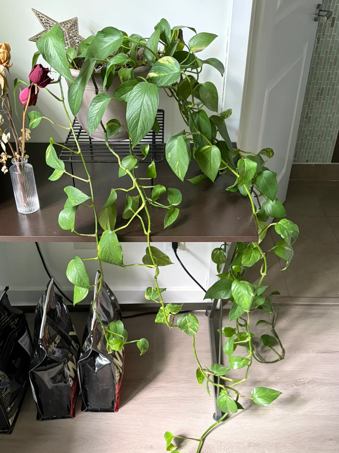 Pothos plant