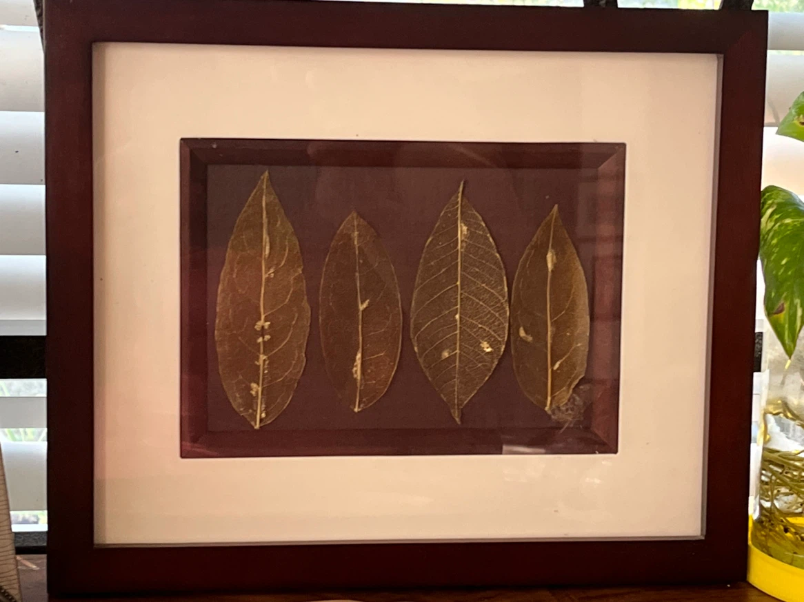 Art- Diane De Roo Botanical Art Skeletonized Leaves