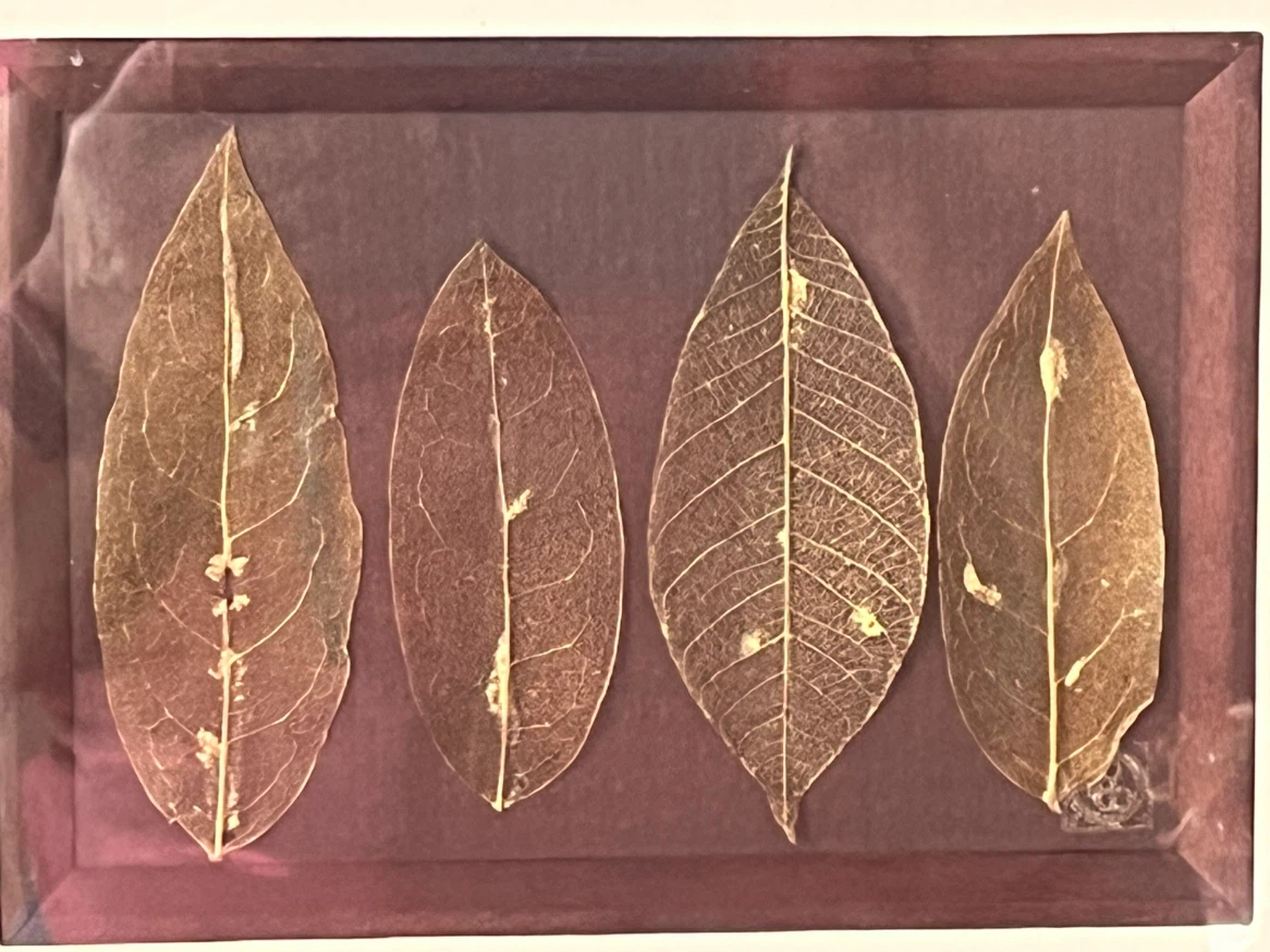 Art- Diane De Roo Botanical Art Skeletonized Leaves - photo 2