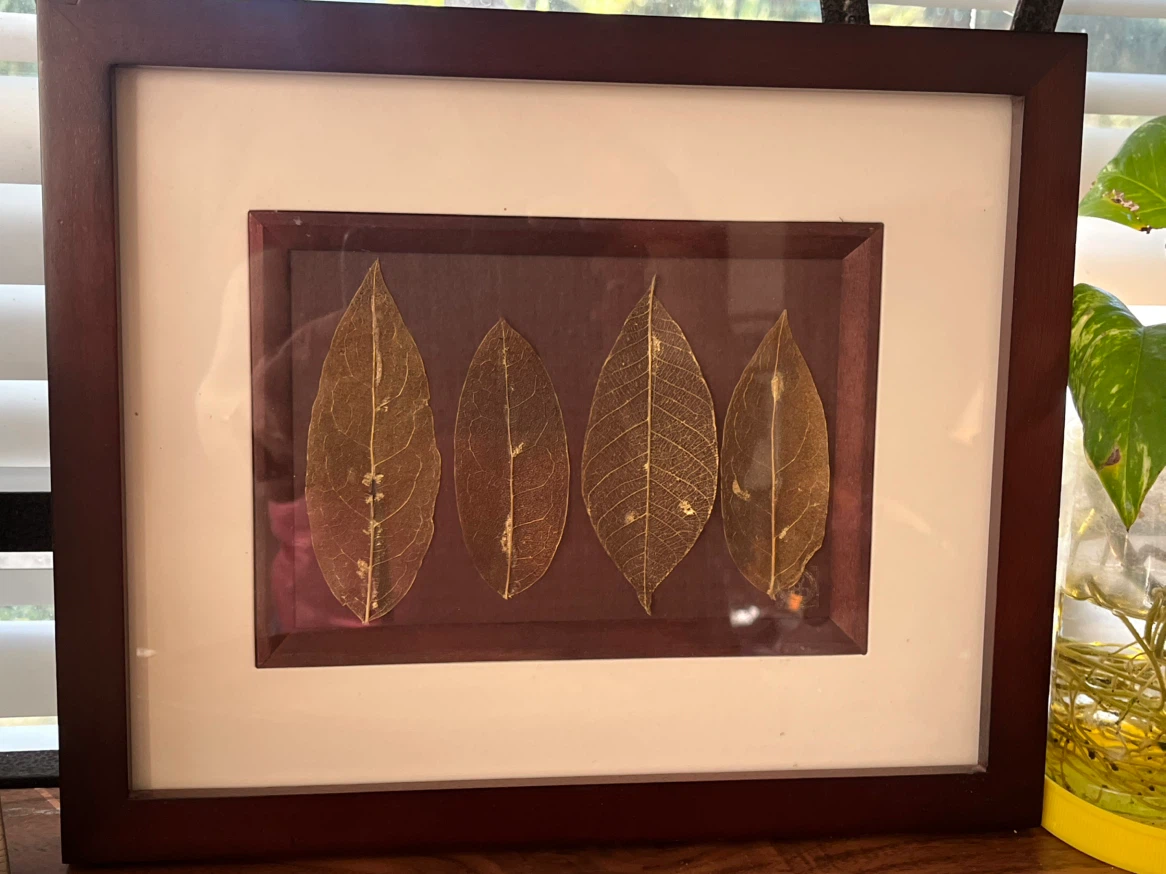 Art- Diane De Roo Botanical Art Skeletonized Leaves - photo 3