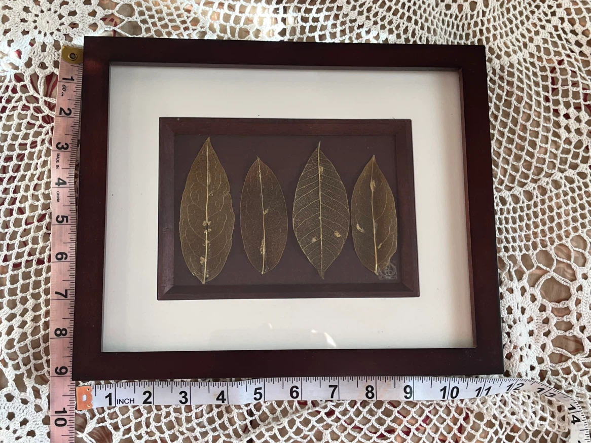 Art- Diane De Roo Botanical Art Skeletonized Leaves - photo 4