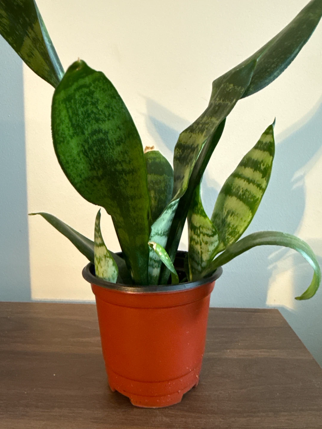Snake Plant in 4” Plastic Pot