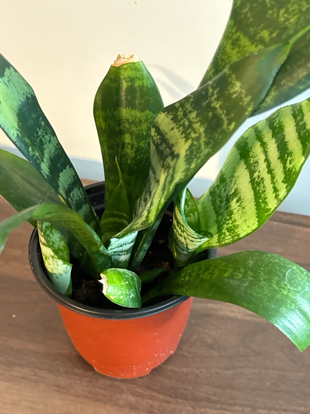 Snake Plant in 4” Plastic Pot - photo 2
