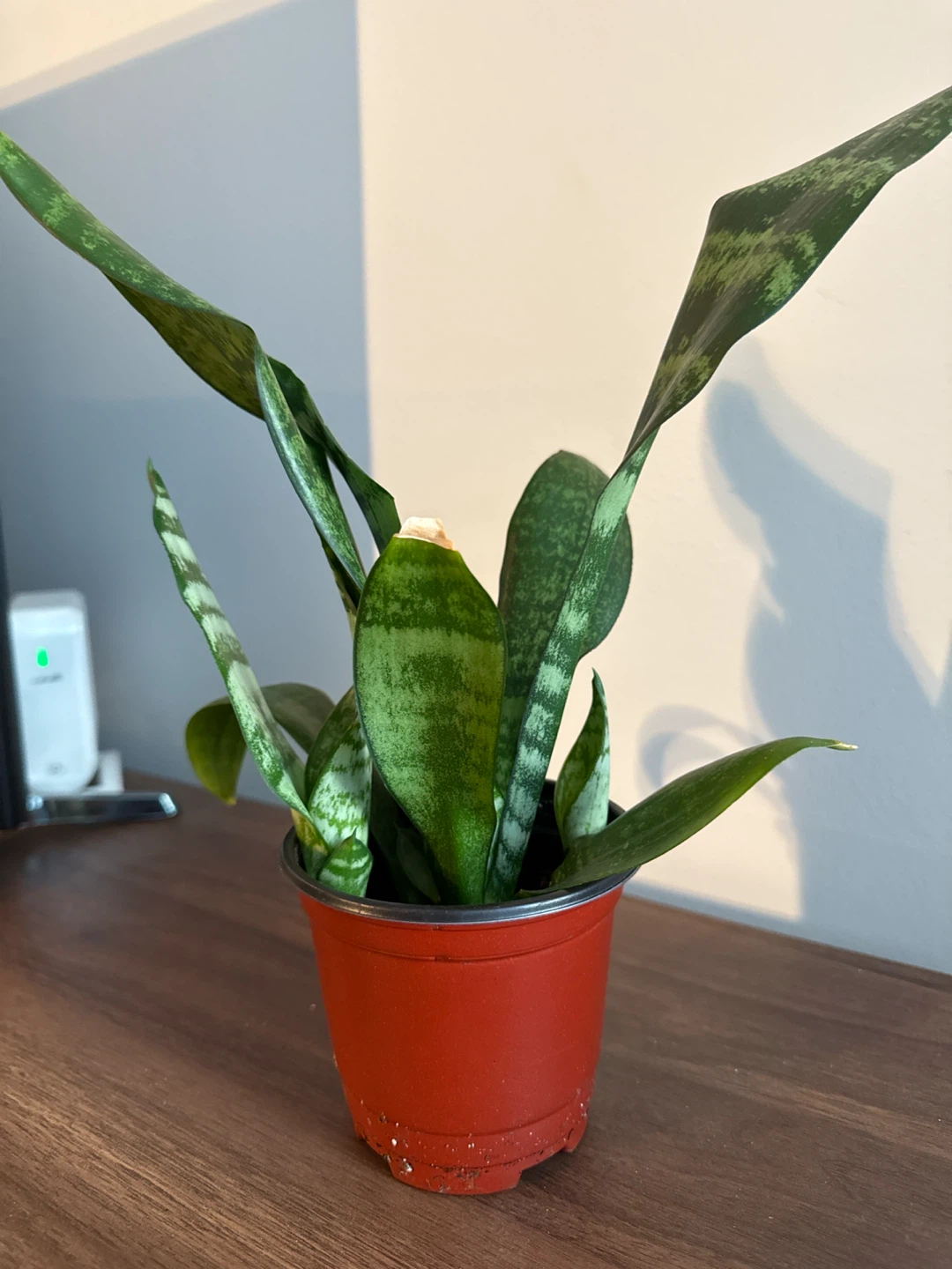 Snake Plant in 4” Plastic Pot - photo 3