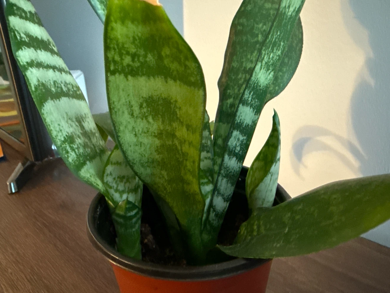 Snake Plant in 4” Plastic Pot - photo 4
