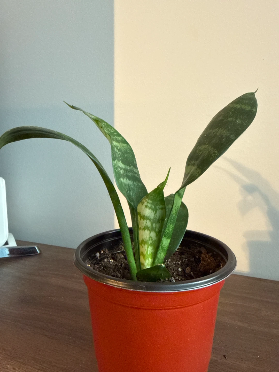 Sansevieria (snake) Plant