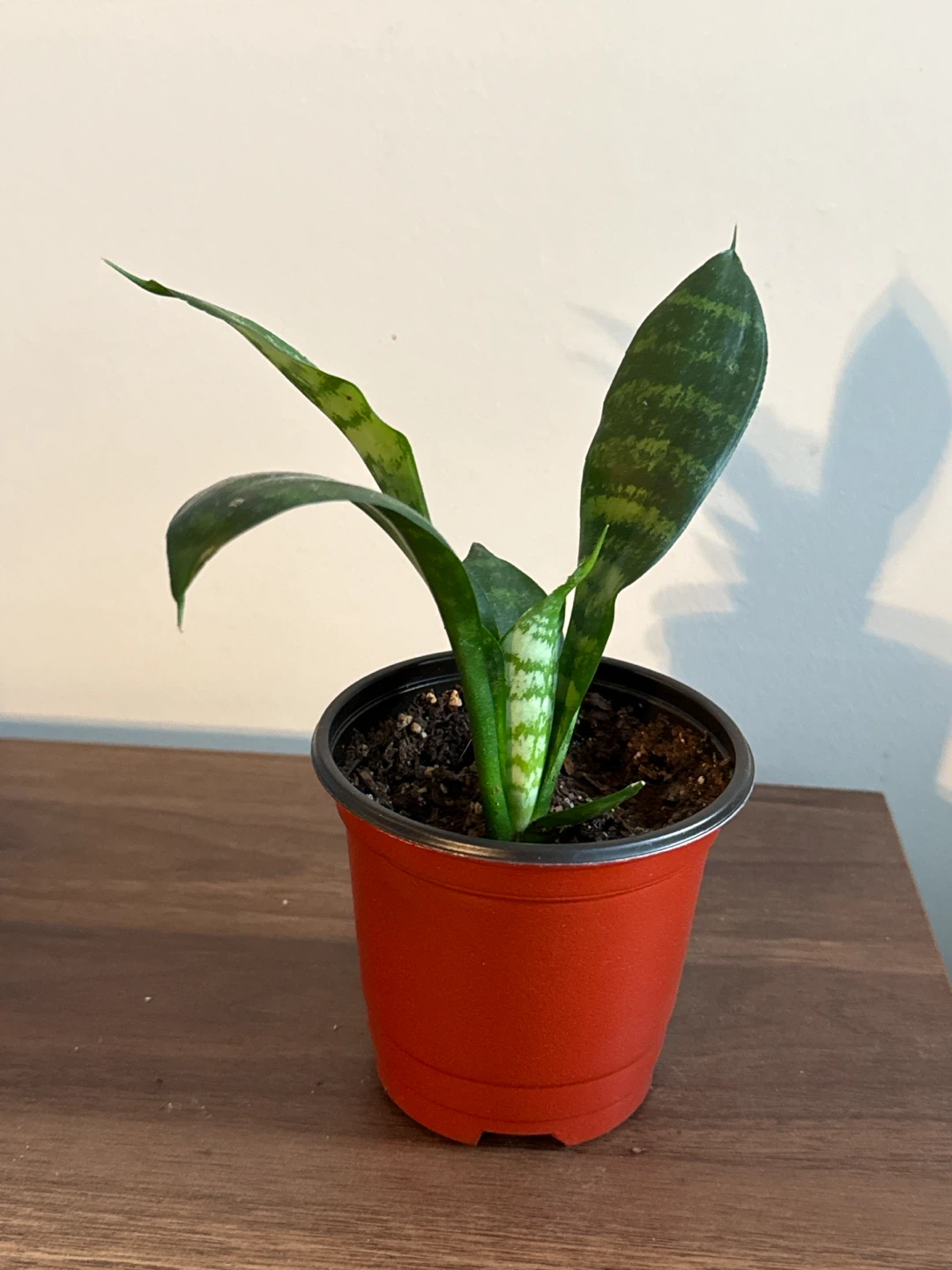 Sansevieria (snake) Plant - photo 2