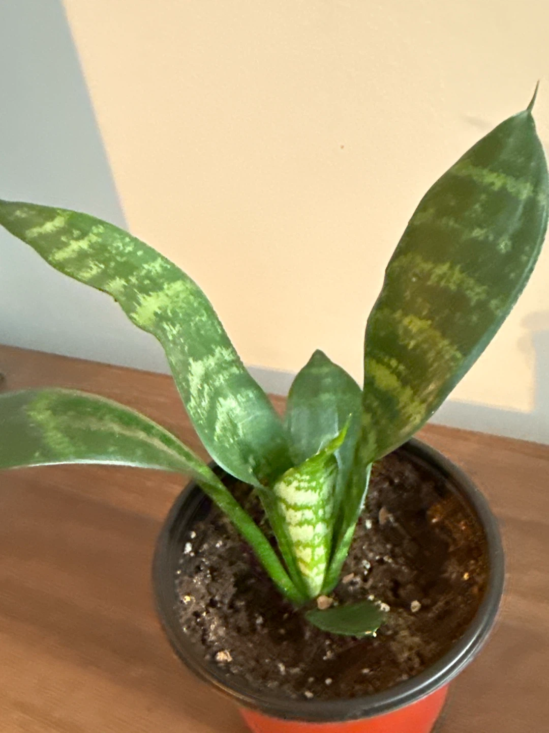 Sansevieria (snake) Plant - photo 3