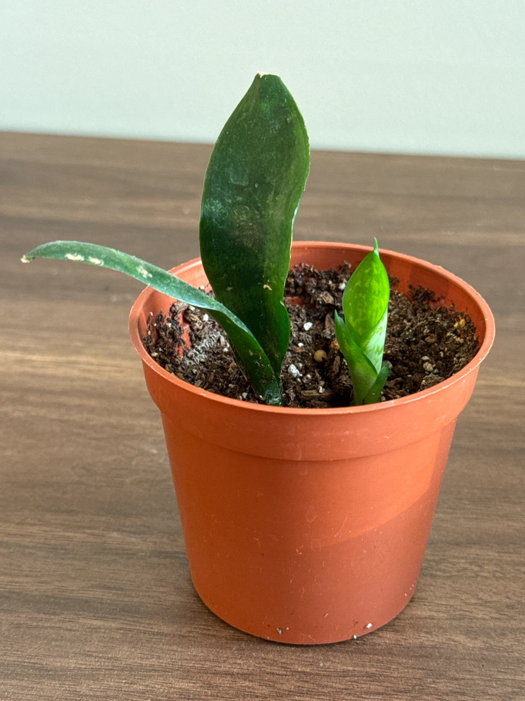 Young Snake Plant in Pot