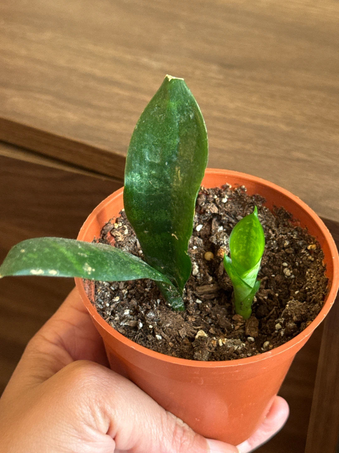 Young Snake Plant in Pot - photo 2