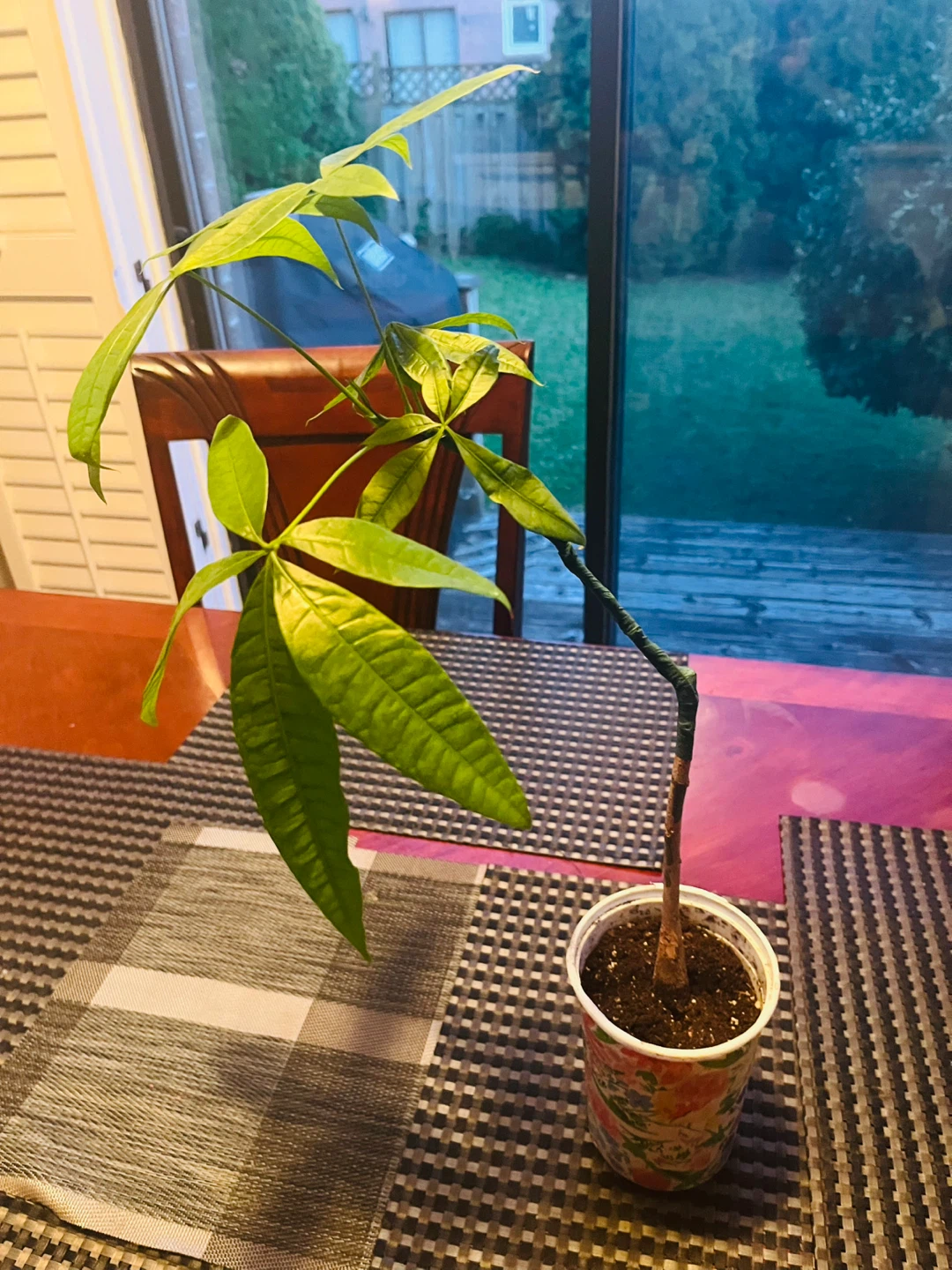 Money Tree Plant approx. 2ft Tall