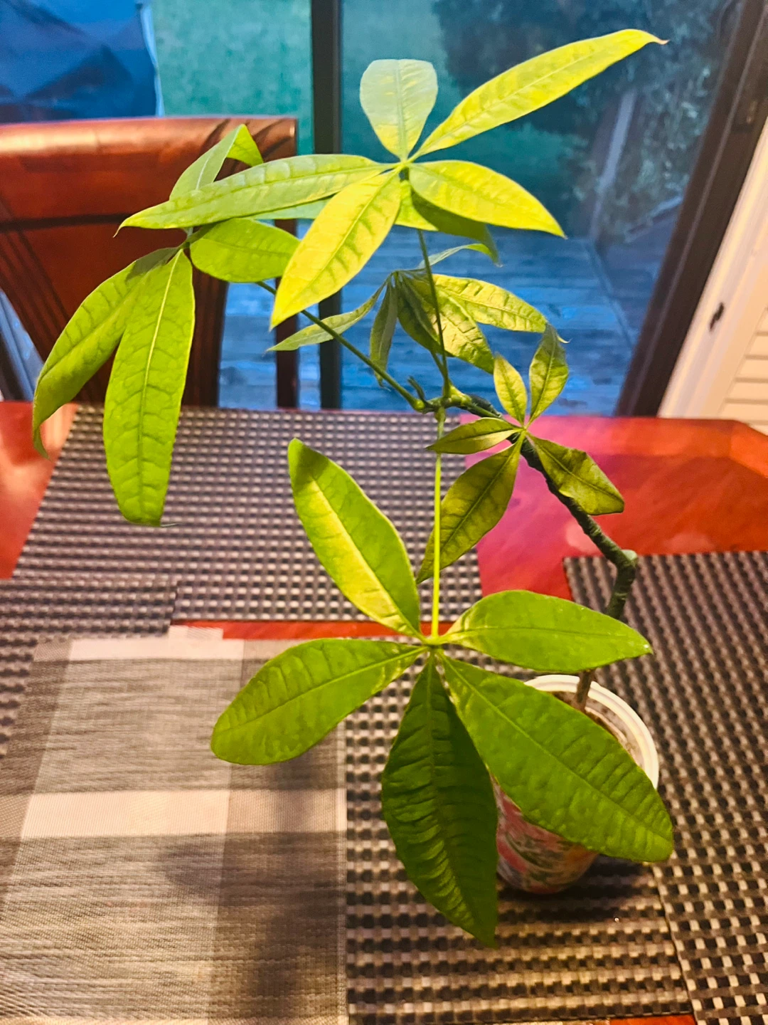 Money Tree Plant approx. 2ft Tall - photo 2