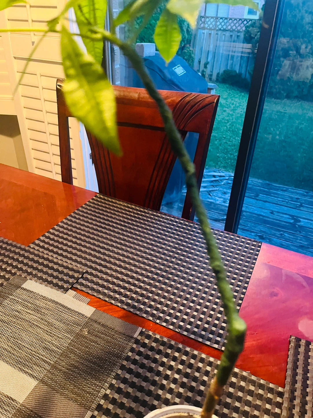 Money Tree Plant approx. 2ft Tall - photo 3