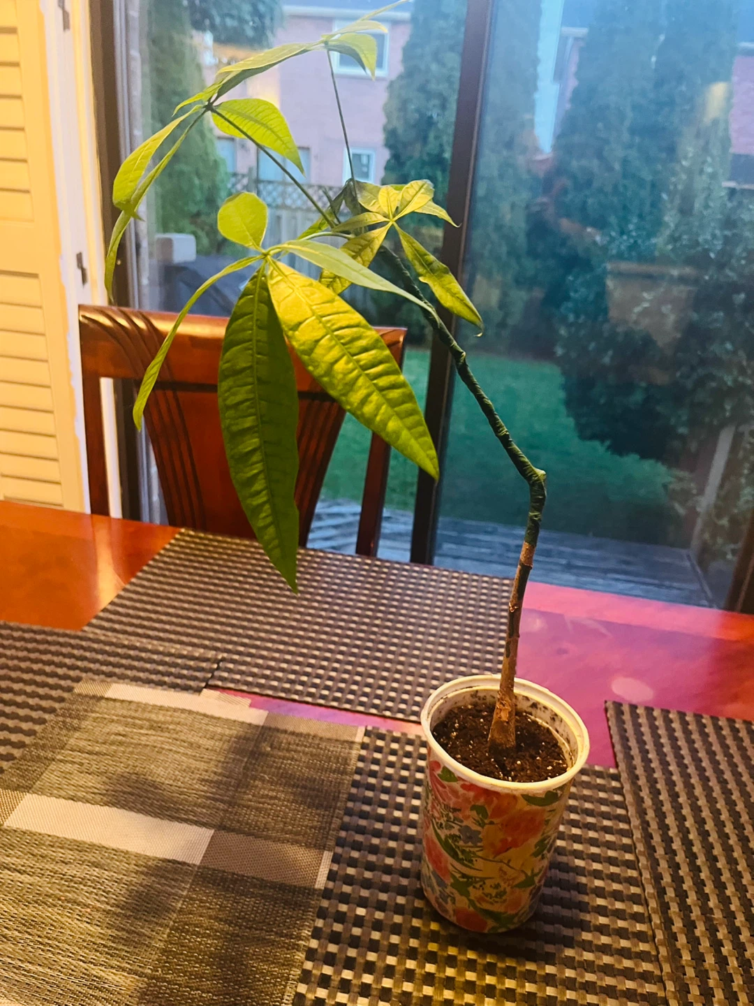 Money Tree Plant approx. 2ft Tall - photo 4