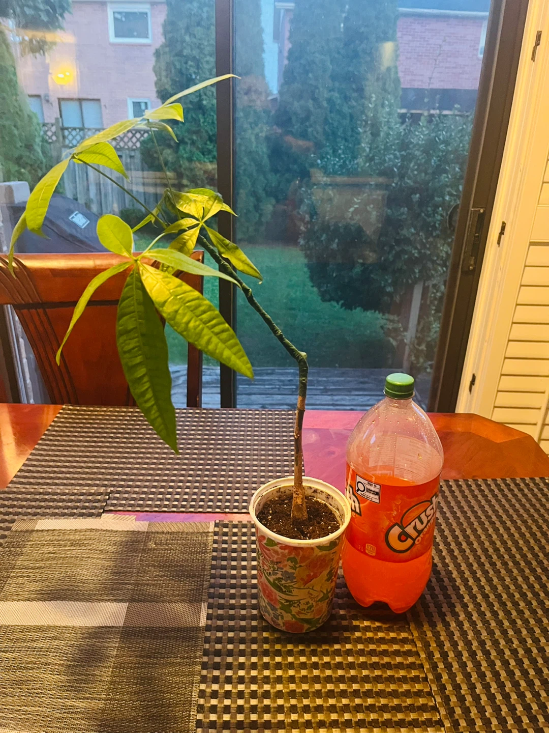Money Tree Plant approx. 2ft Tall - photo 5