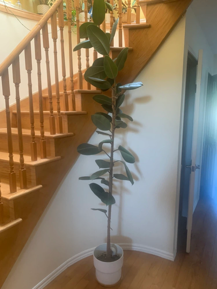 Tall Rubber Plant in White Pot