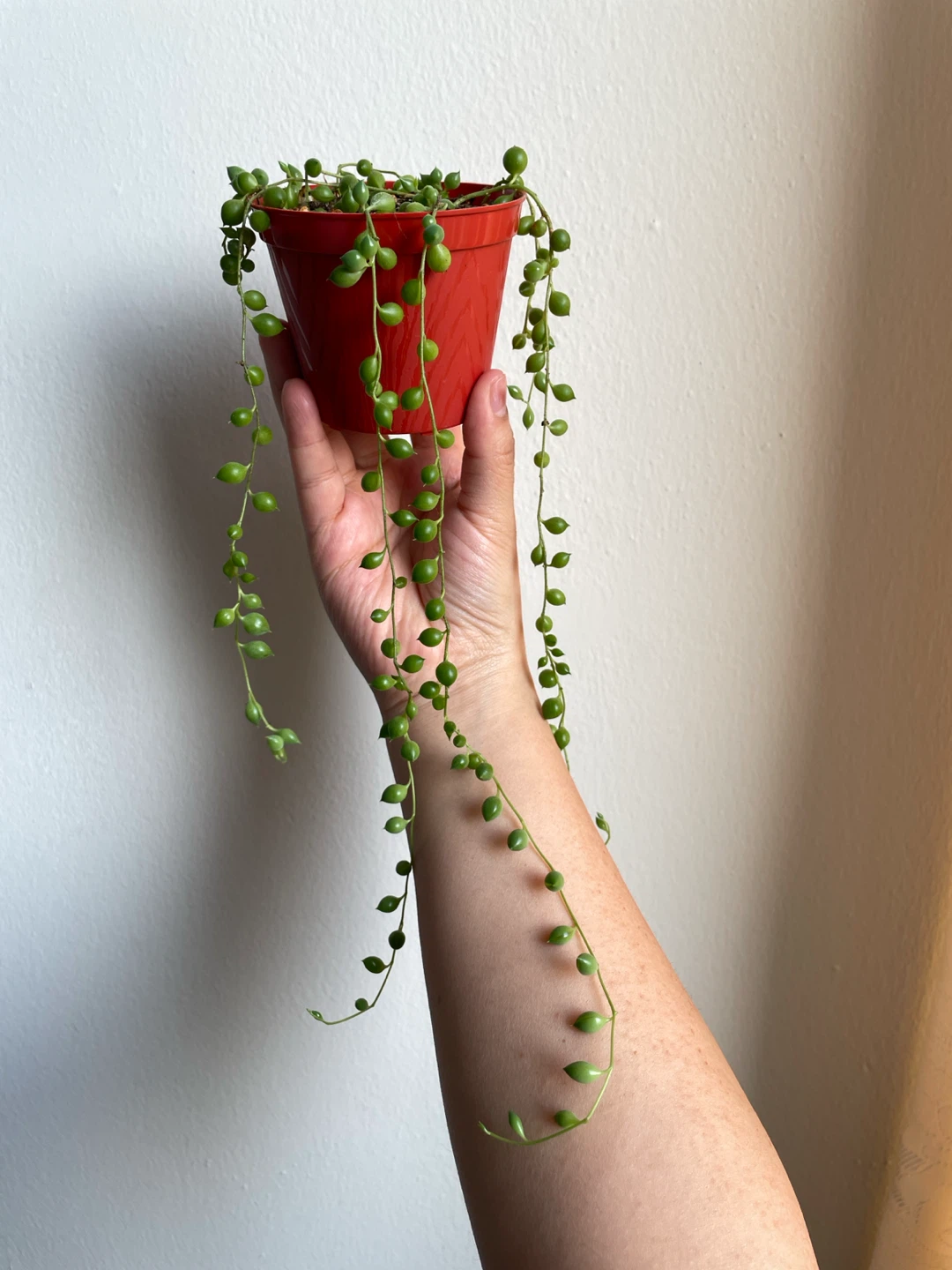 String of Pearls Plant