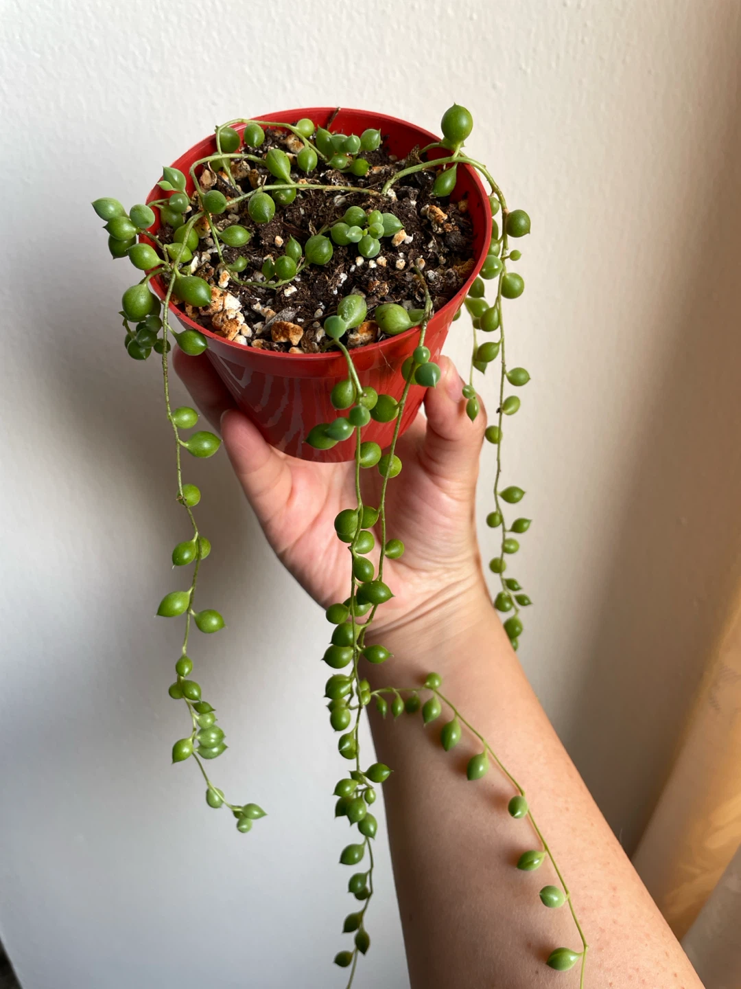 String of Pearls Plant - photo 2