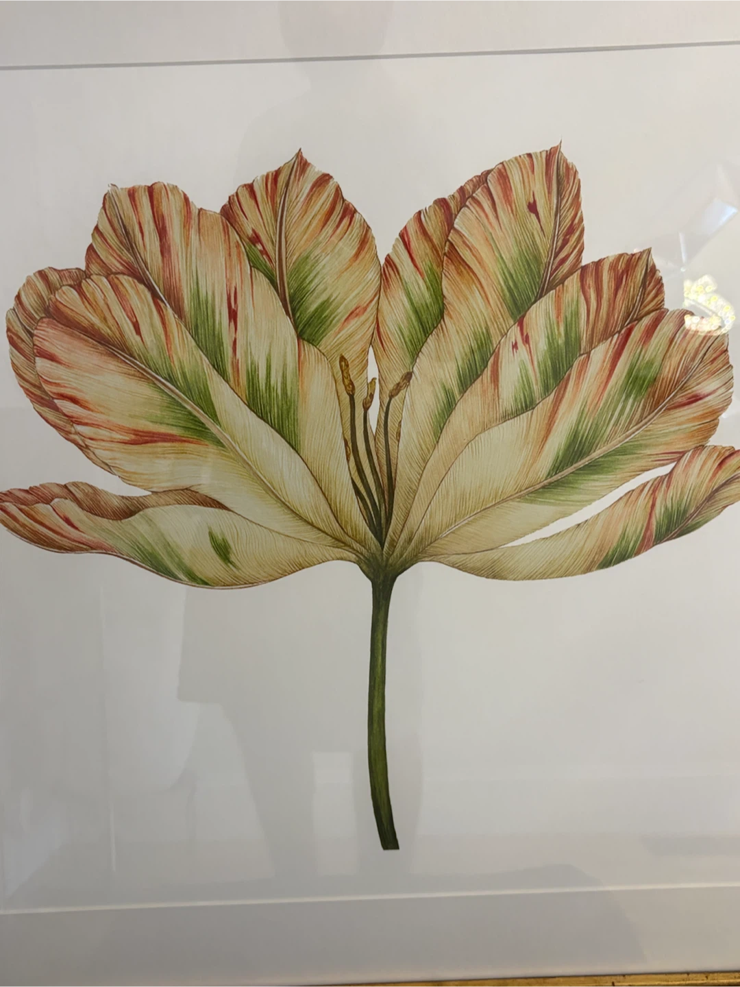 Framed Botanical Tulip Wall Art – Textured Antique Gold Frame - photo 5