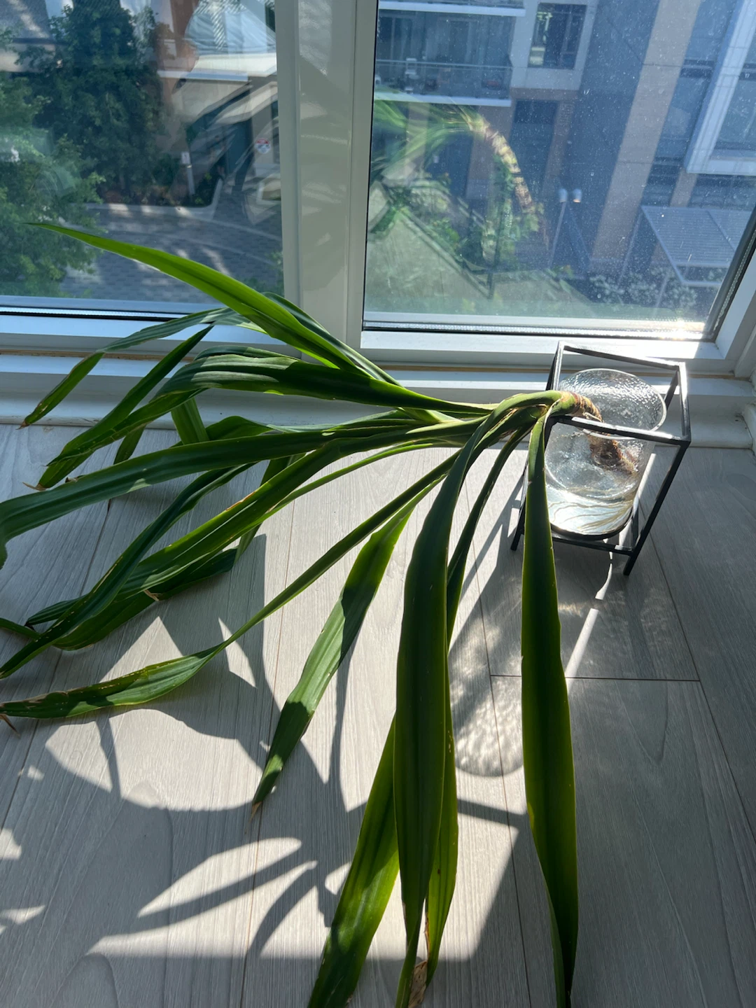 Yucca Cane Plant Cutting