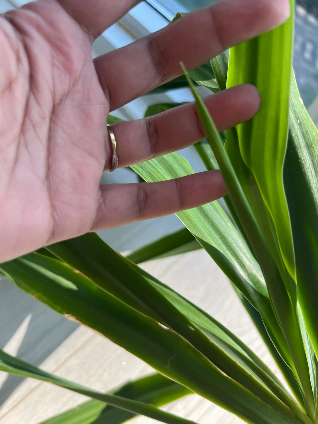 Yucca Cane Plant Cutting - photo 2