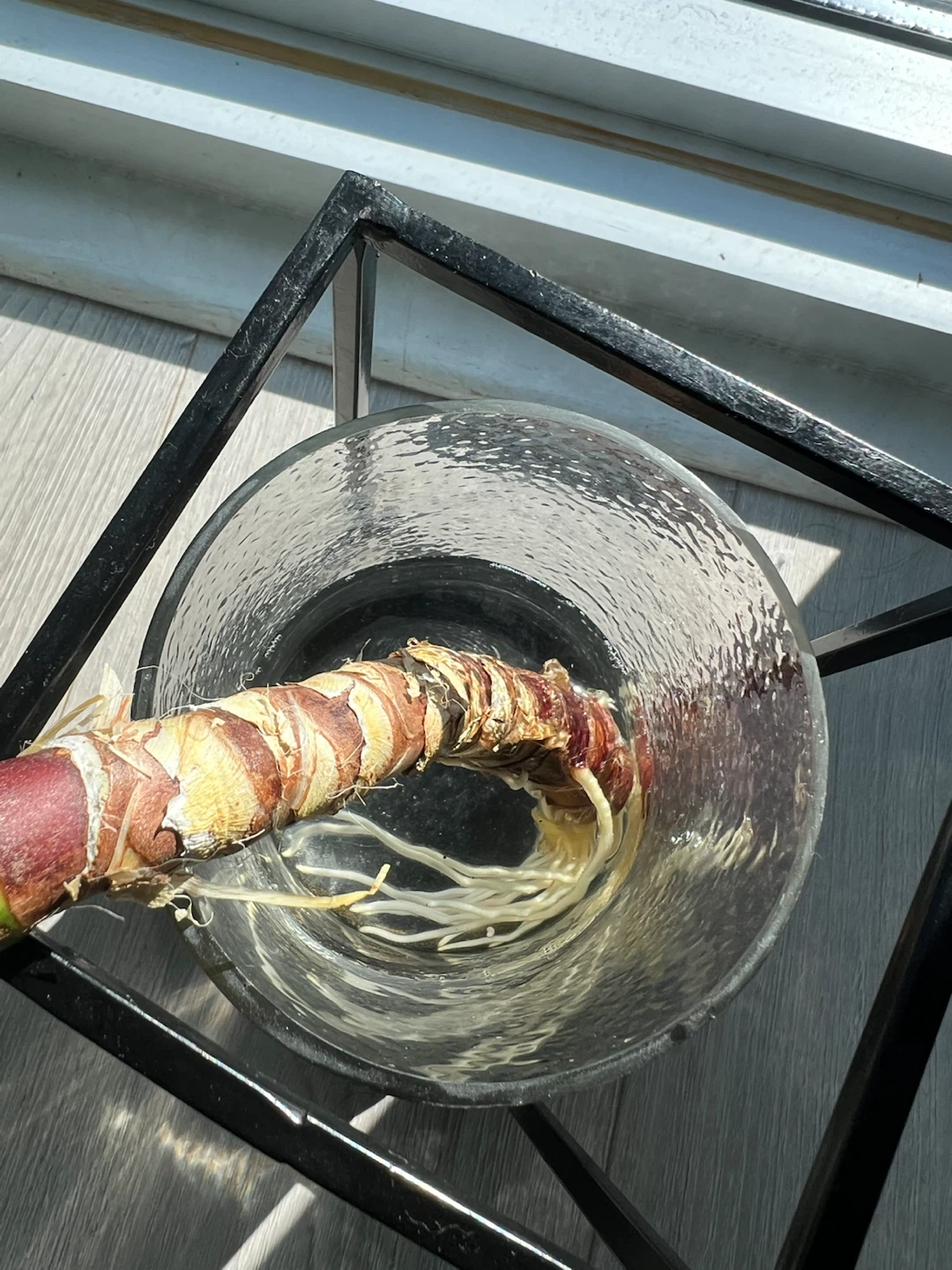 Yucca Cane Plant Cutting - photo 3