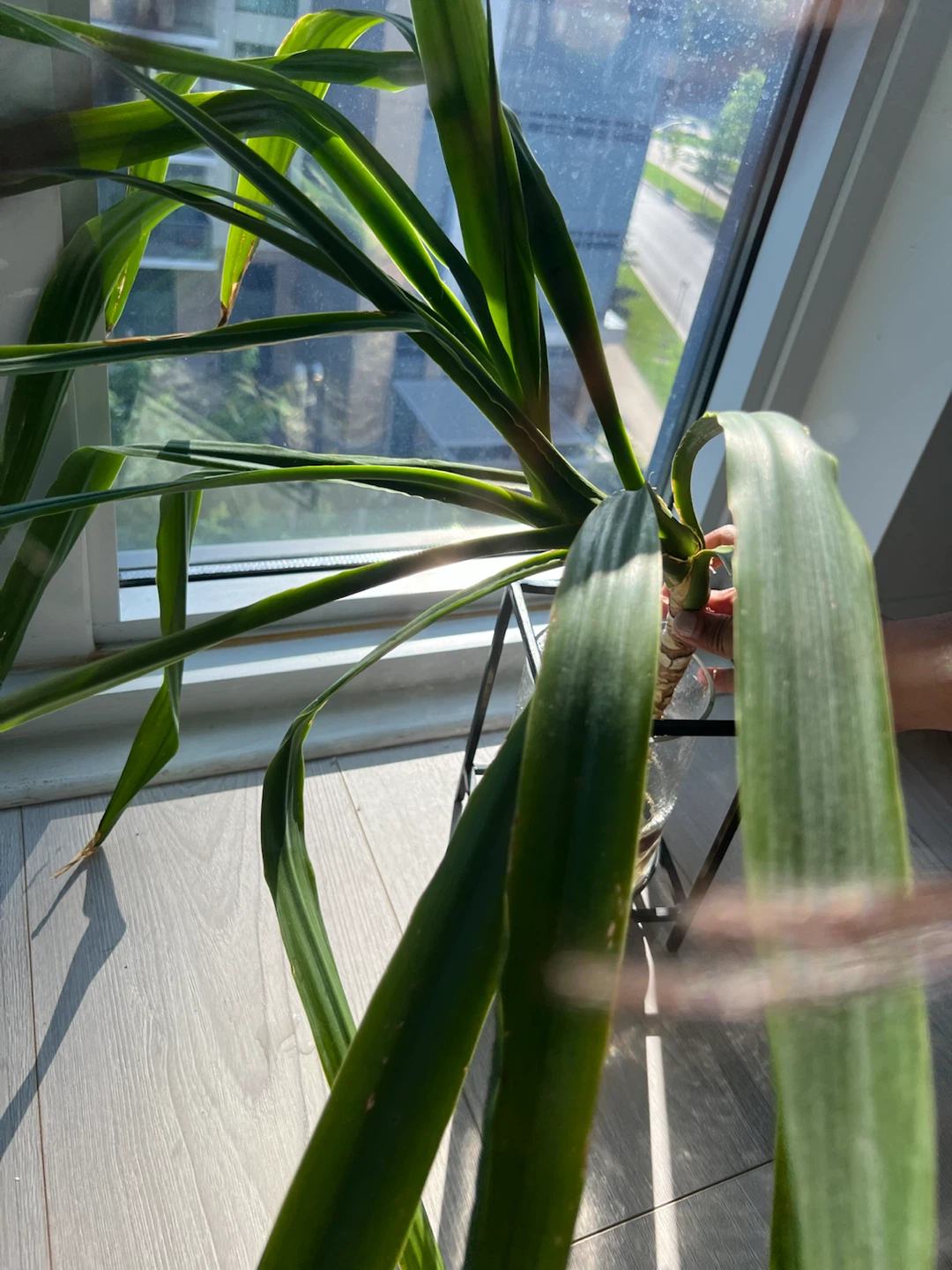 Yucca Cane Plant Cutting - photo 4