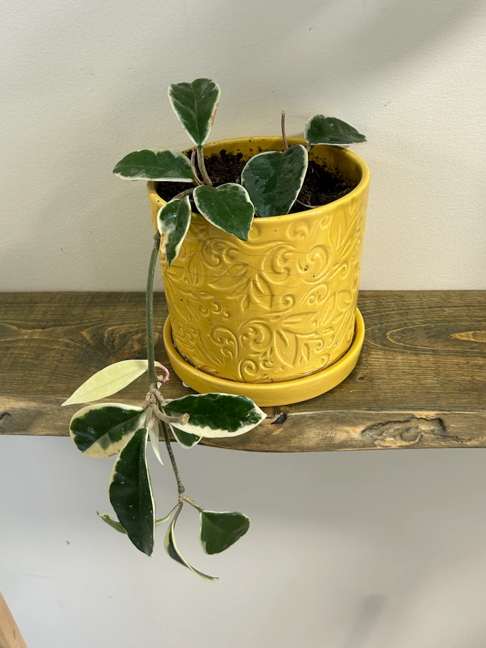 Hoya With Ceramic Plant Pot