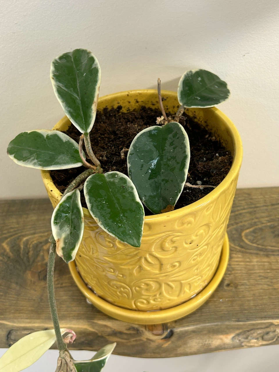 Hoya With Ceramic Plant Pot - photo 2