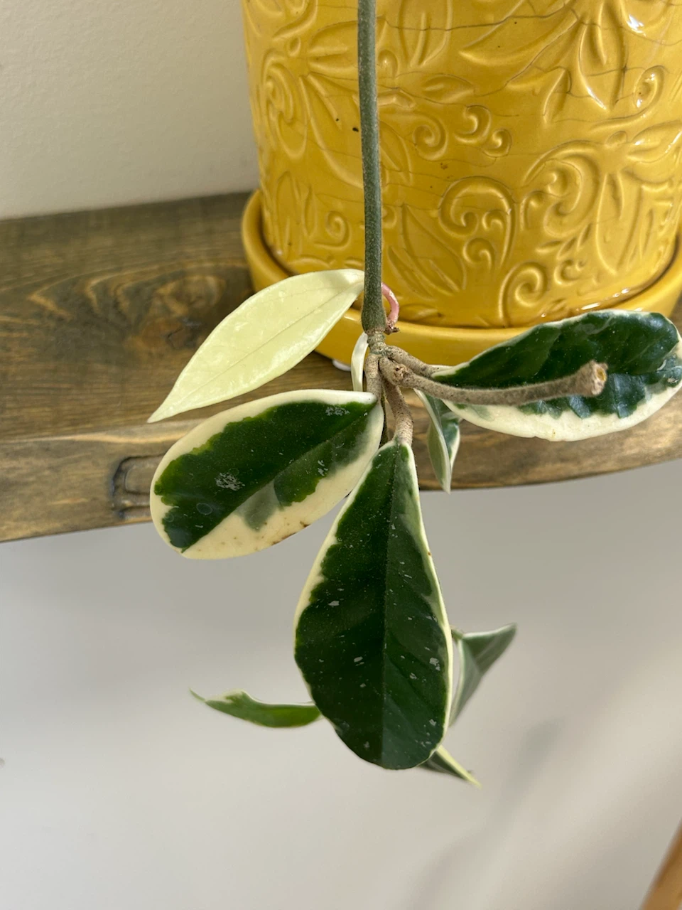 Hoya With Ceramic Plant Pot - photo 3