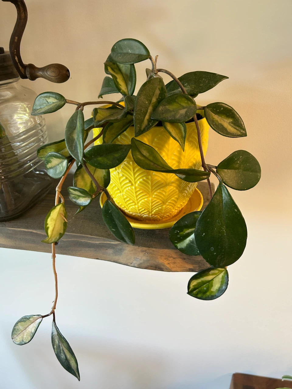 Hoya Carnosa Krimson Queen in Yellow Ceramic Pot